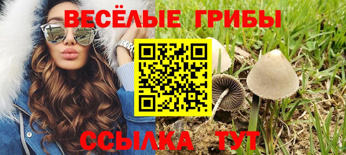 Псилоцибиновые грибы Psilocybine cubensis Ртищево